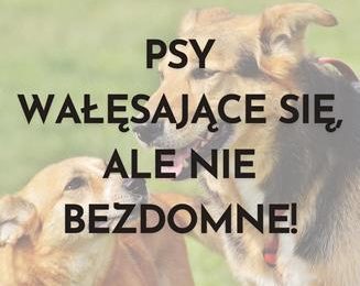PSY WAŁĘSAJĄCE SIĘ, ALE NIE BEZDOMNE!
