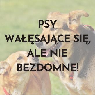 PSY WAŁĘSAJĄCE SIĘ, ALE NIE BEZDOMNE!