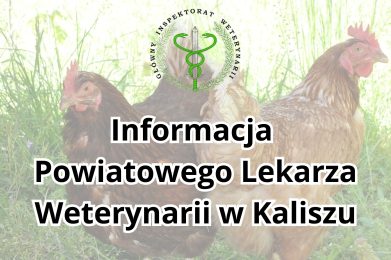 Szczepienie drobiu przyzagrodowego przeciwko rzekomemu pomorowi drobiu